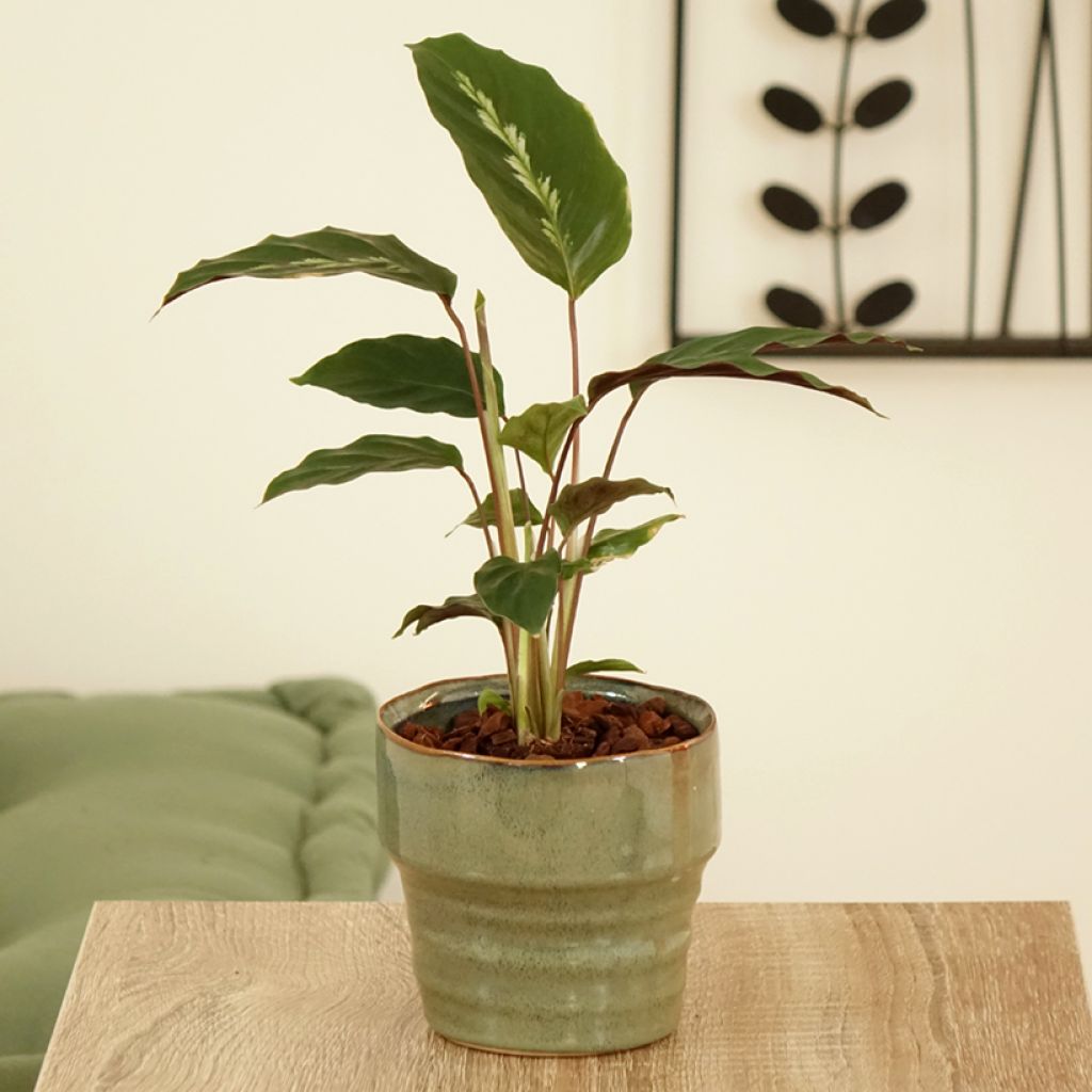 Calathea Maui Queen
