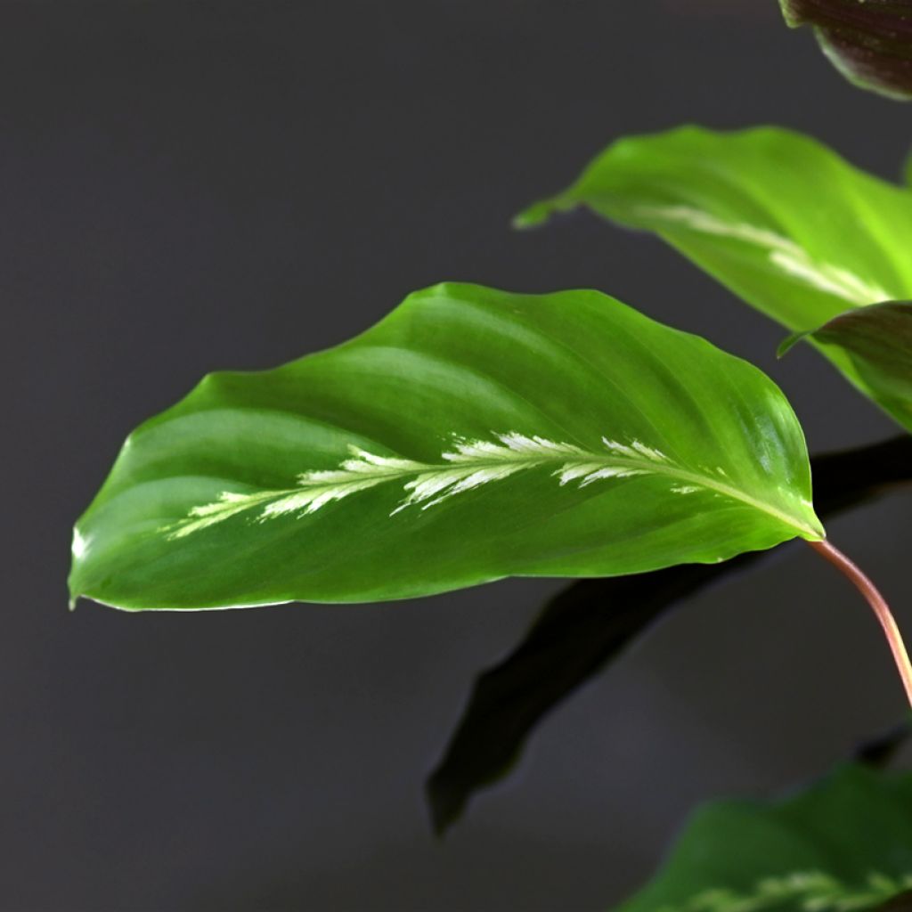 Calathea Maui Queen