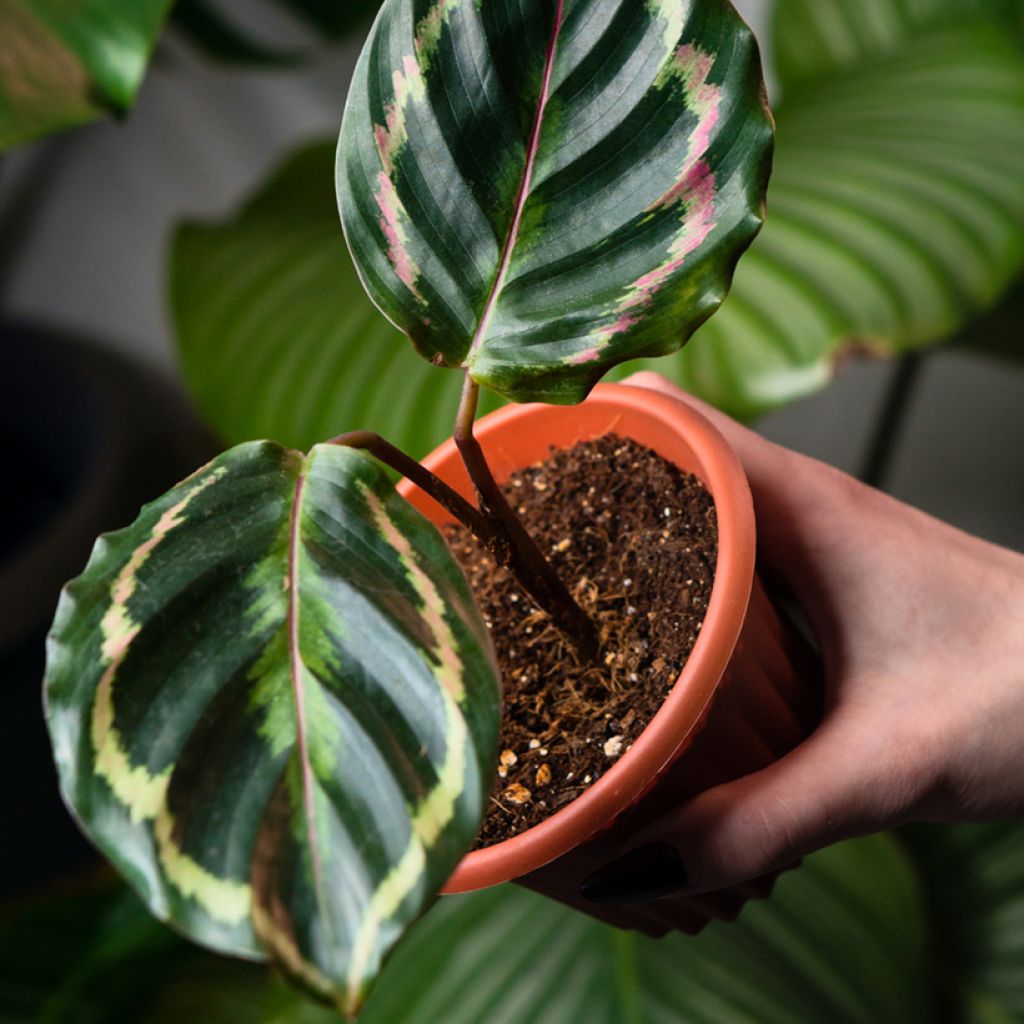 Calathea Medallion