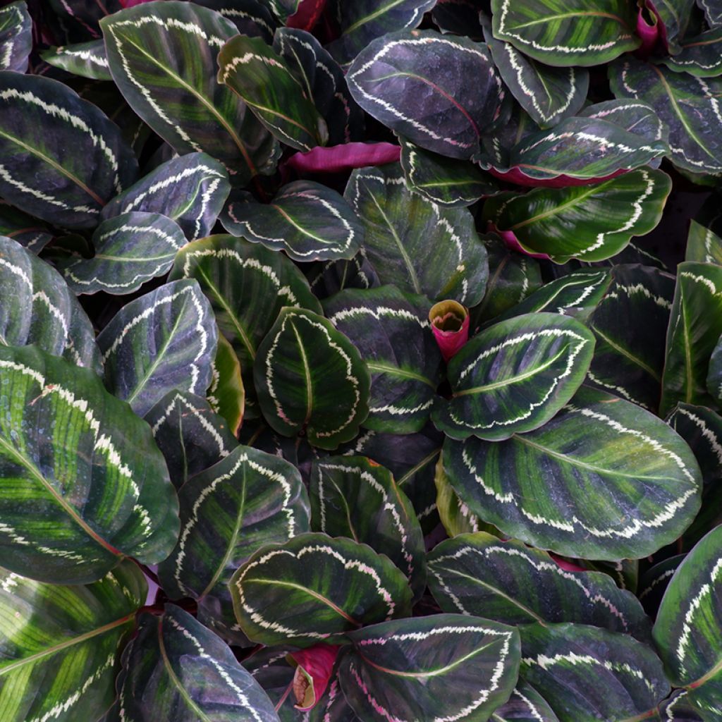 Calathea Medallion