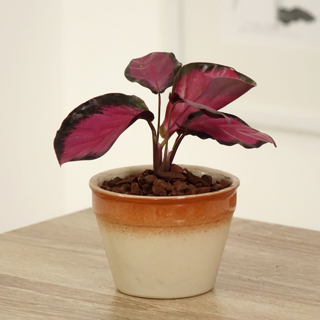 Calathea Misty Red