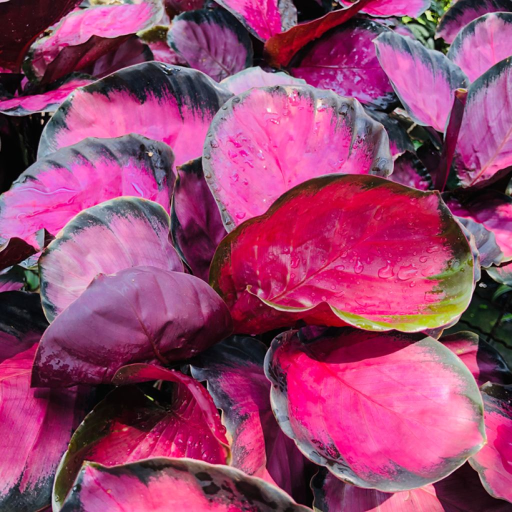 Calathea Misty Red