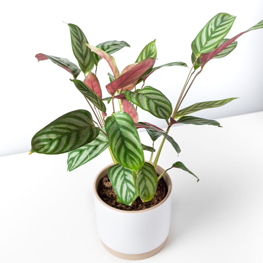 Ctenanthe oppenheimiana