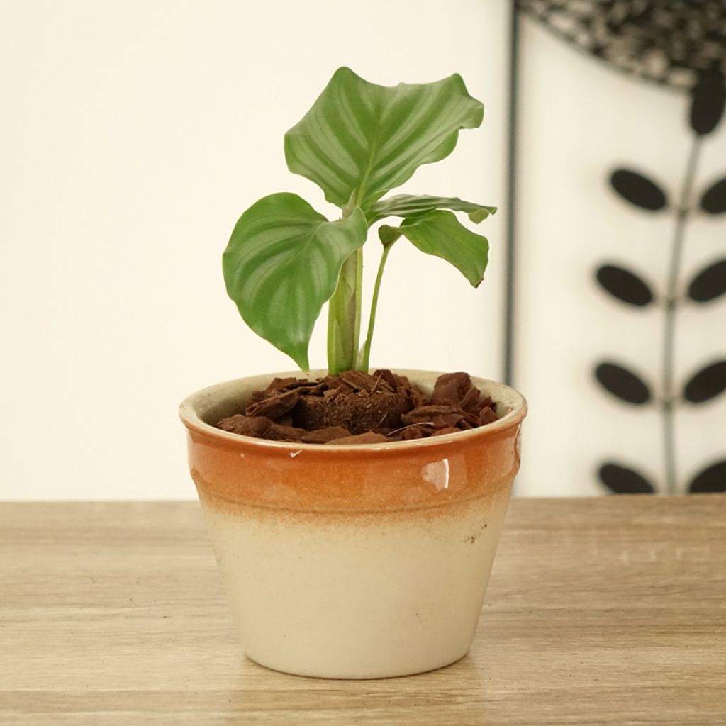 Calathea orbifolia