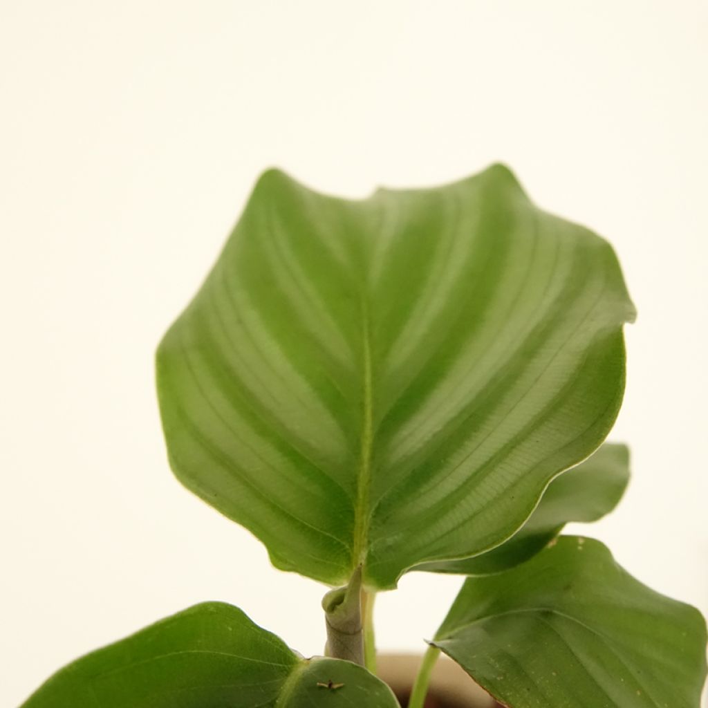 Calathea orbifolia