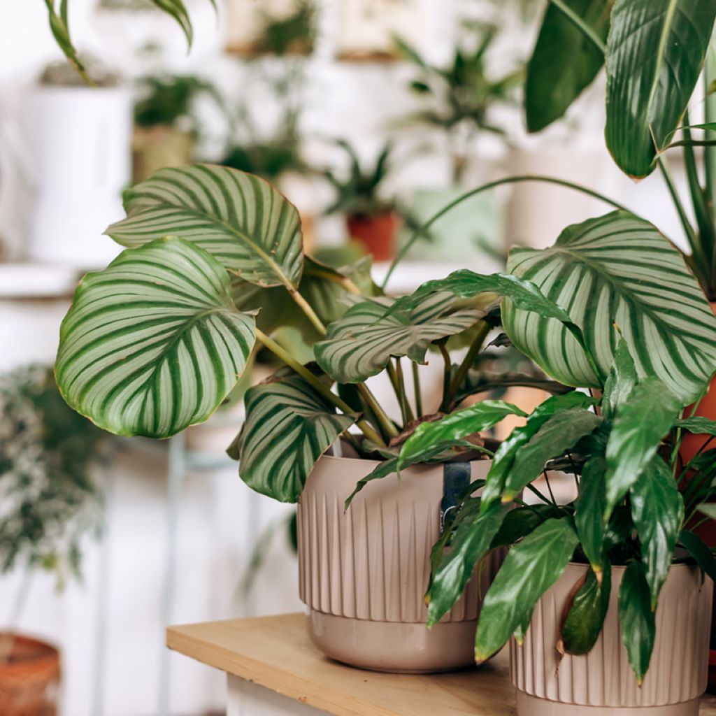 Calathea orbifolia