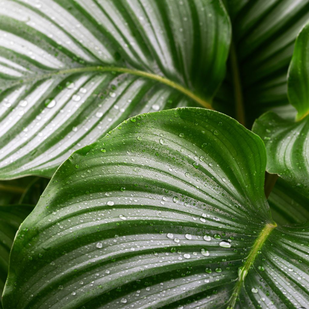 Calathea orbifolia