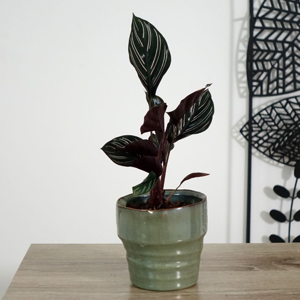 Calathea ornata
