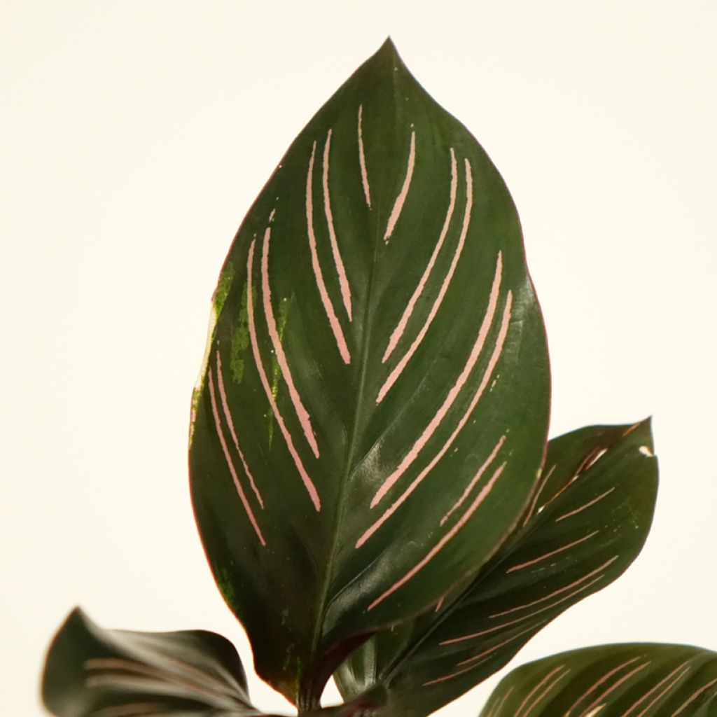 Calathea ornata