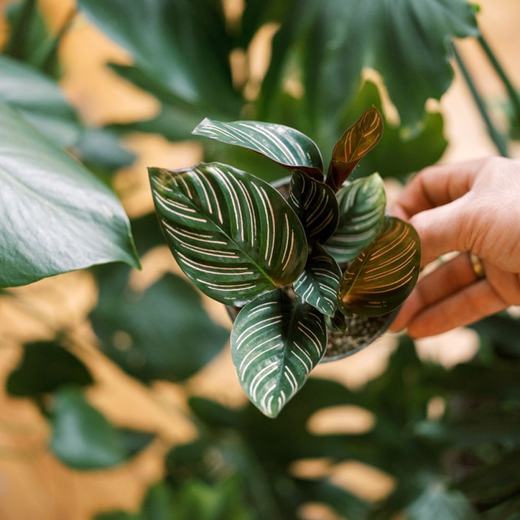 Calathea ornata