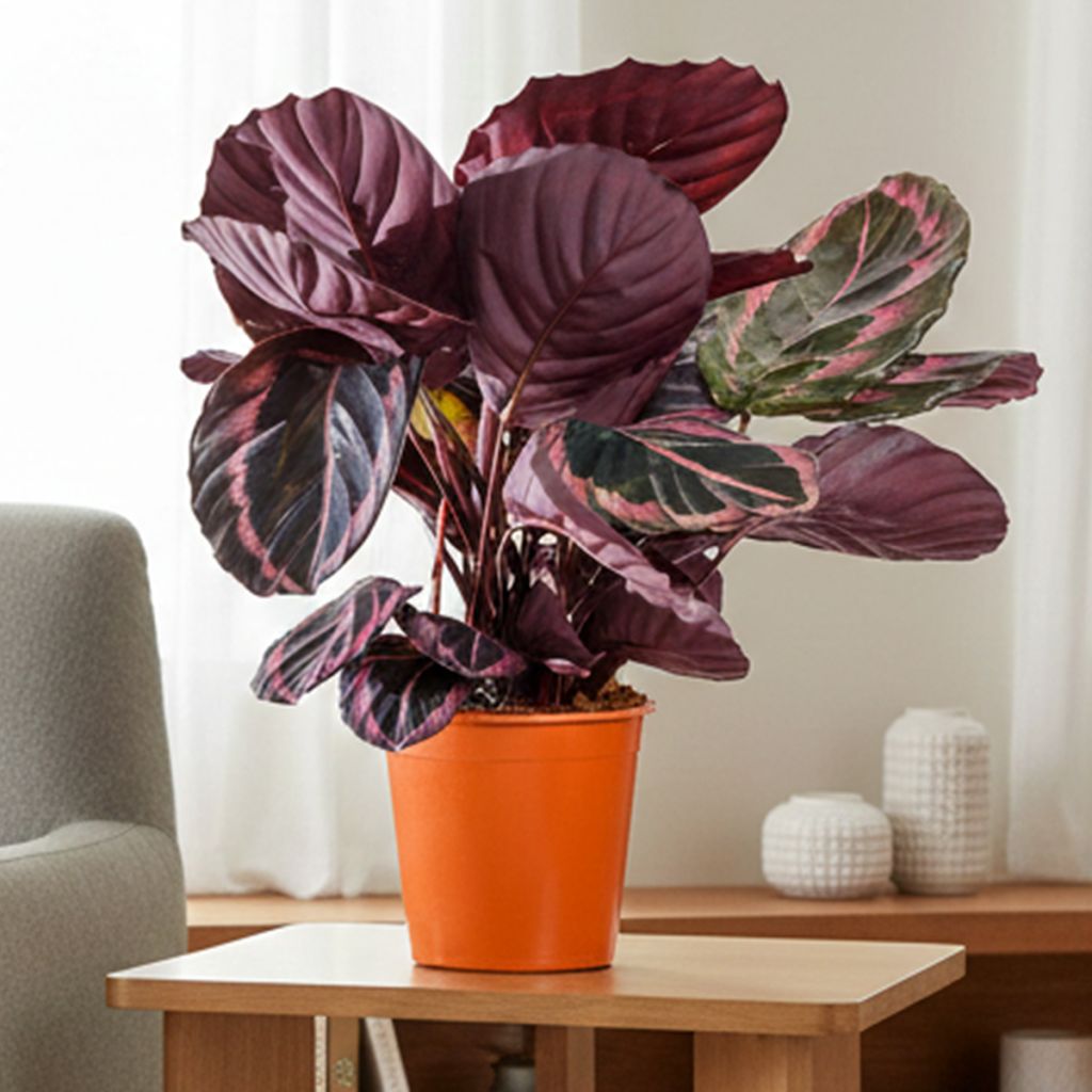 Calathea Princess Jessie
