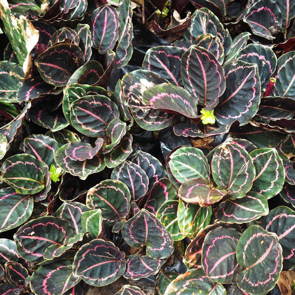 Calathea roseopicta