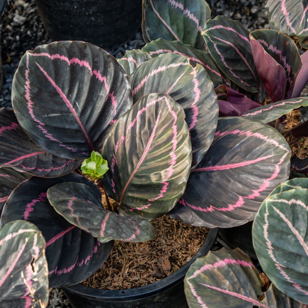 Calathea roseopicta