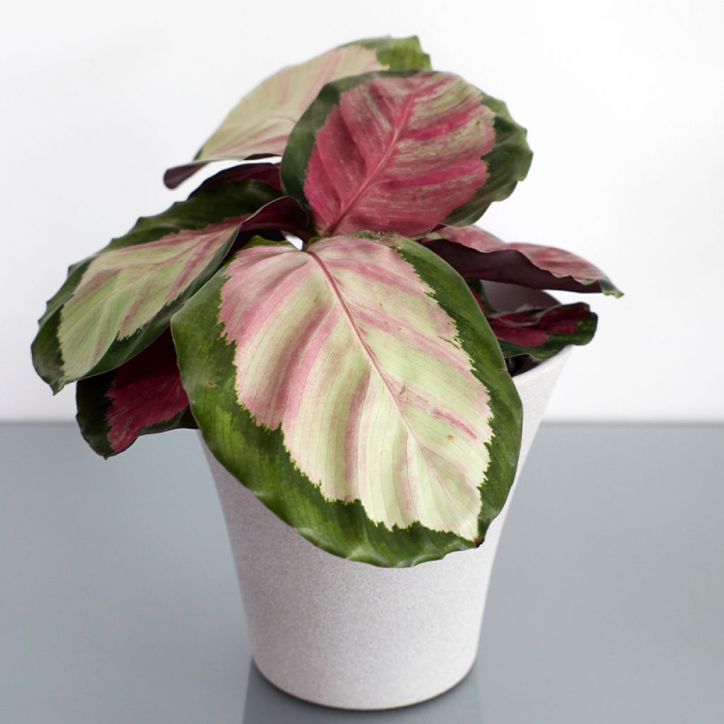 Calathea roseopicta Rosy