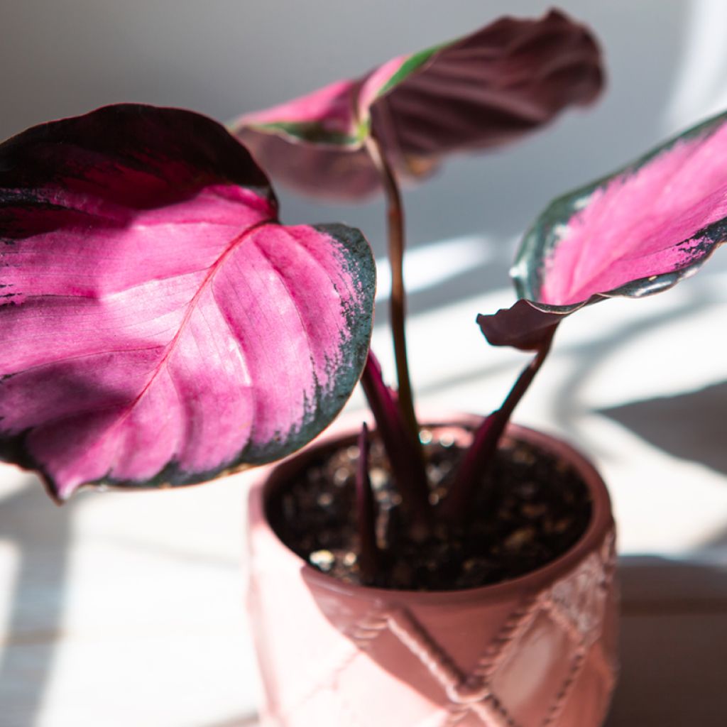 Calathea roseopicta Rosy