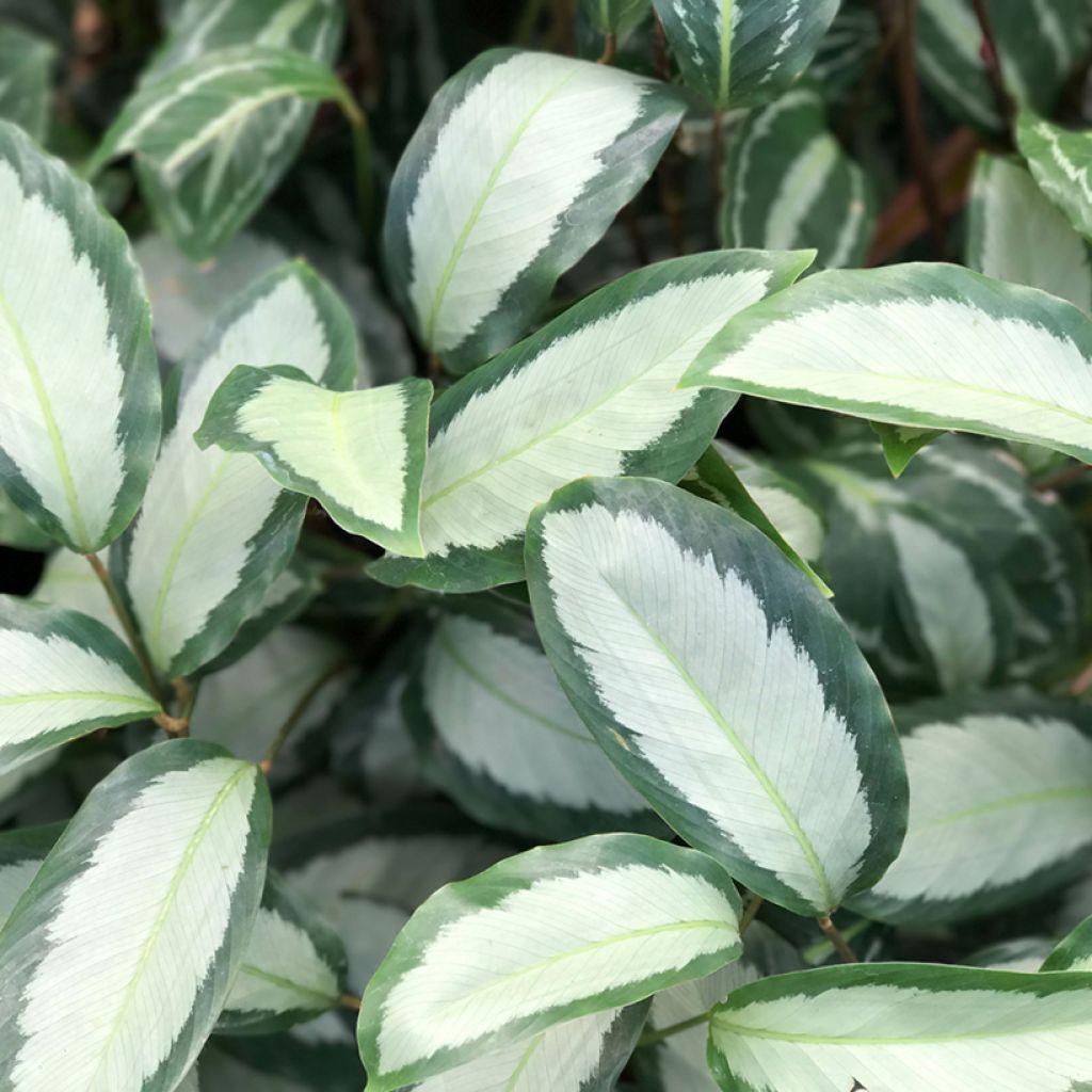 Calathea Royal Standard