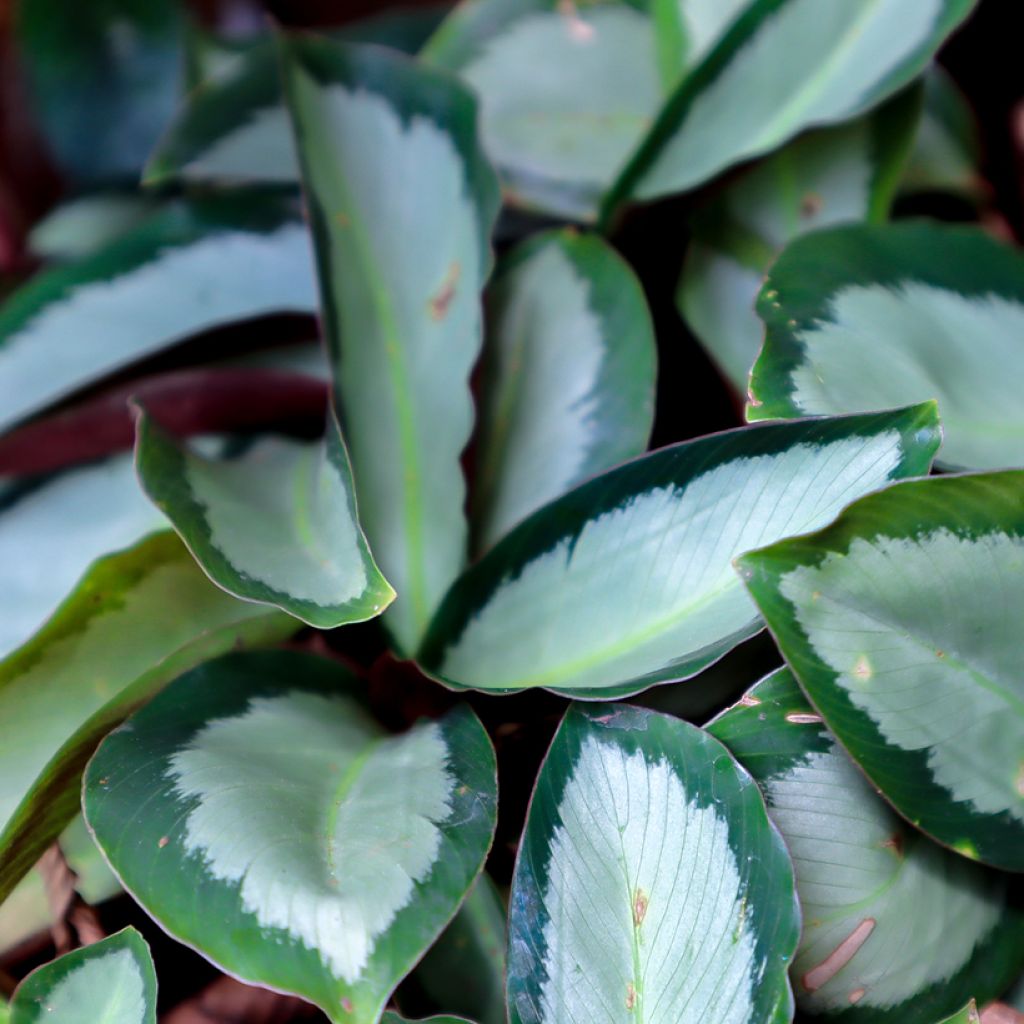 Calathea Royal Standard