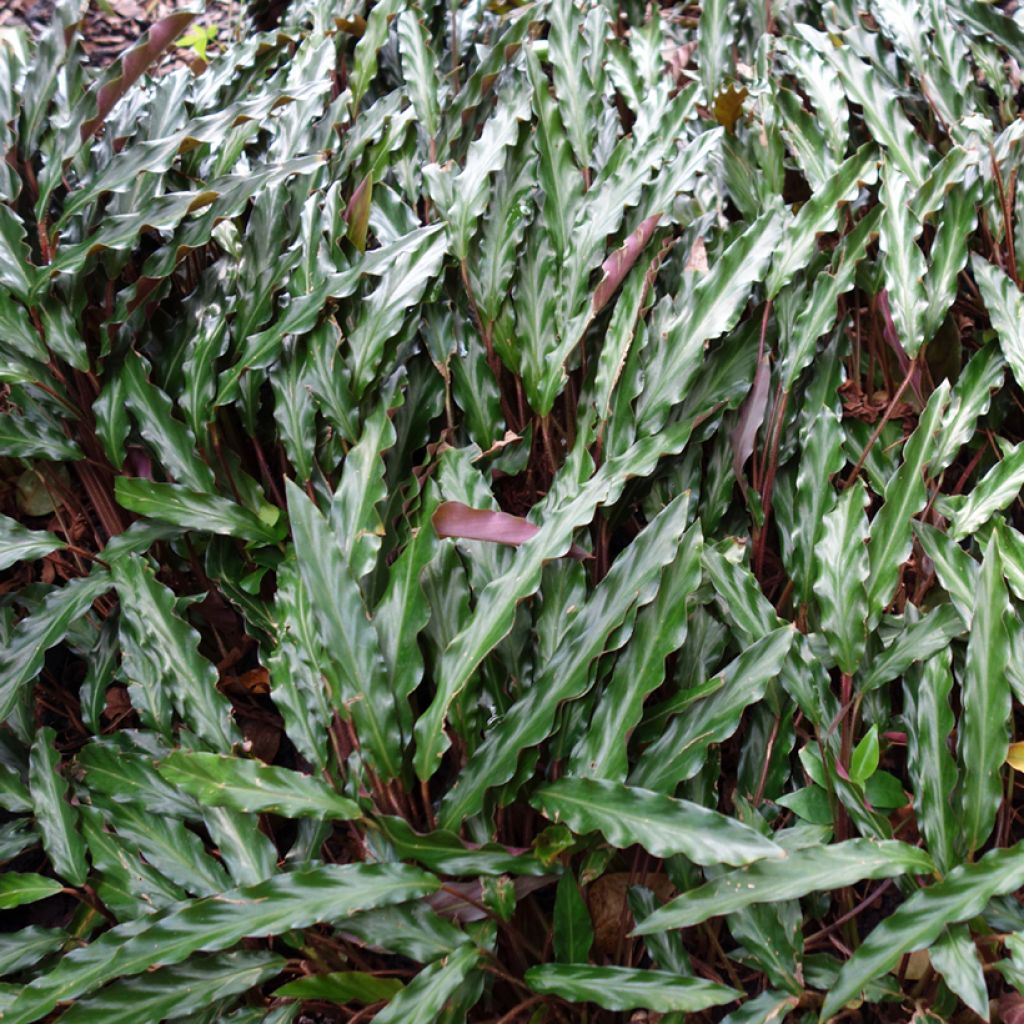 Calathea rufibarba