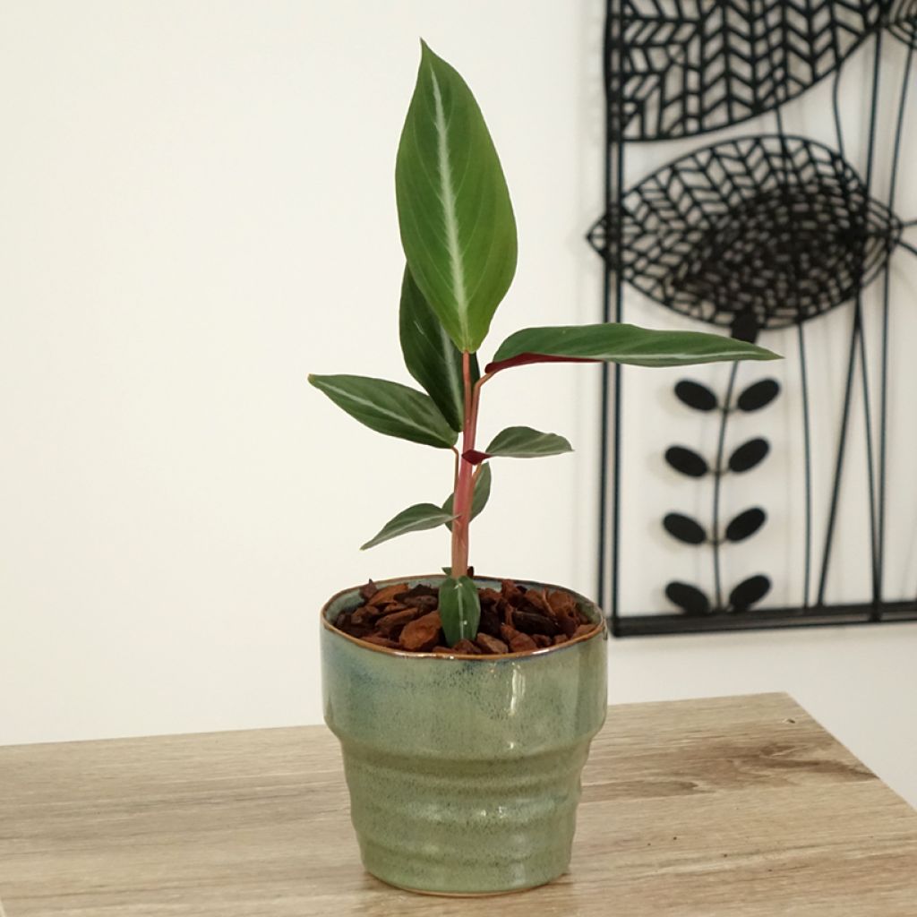 Calathea sanguinea