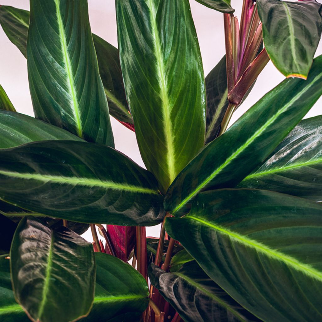 Calathea sanguinea