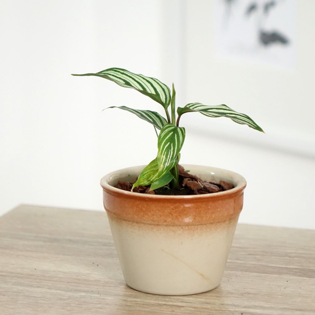 Calathea vittata