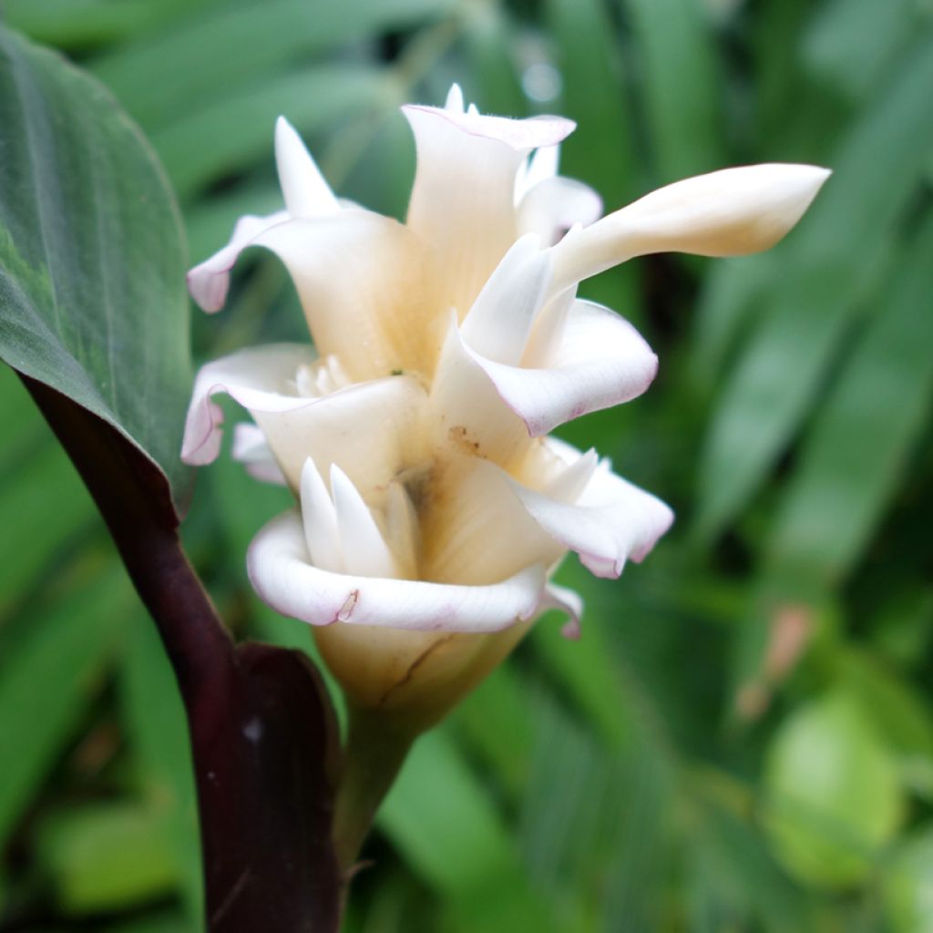 Calathea warscewiczii