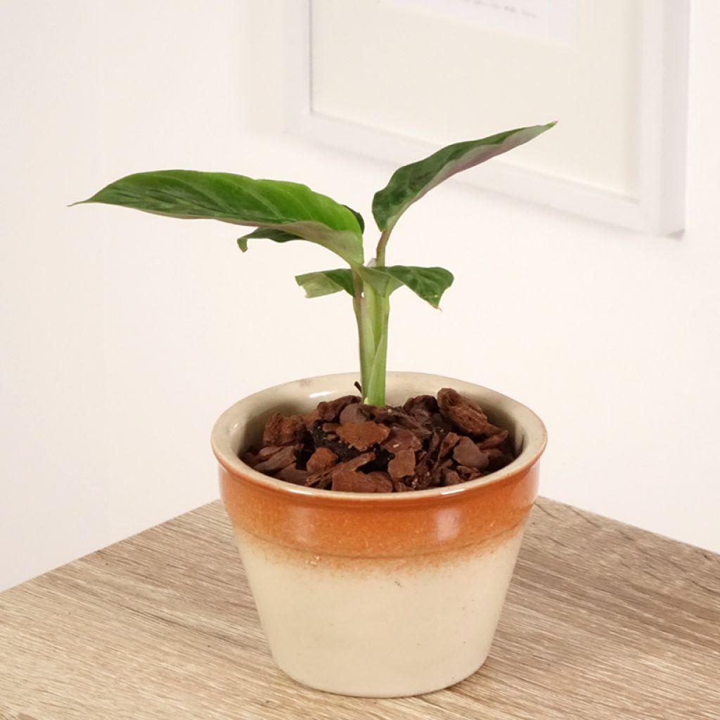 Calathea warscewiczii