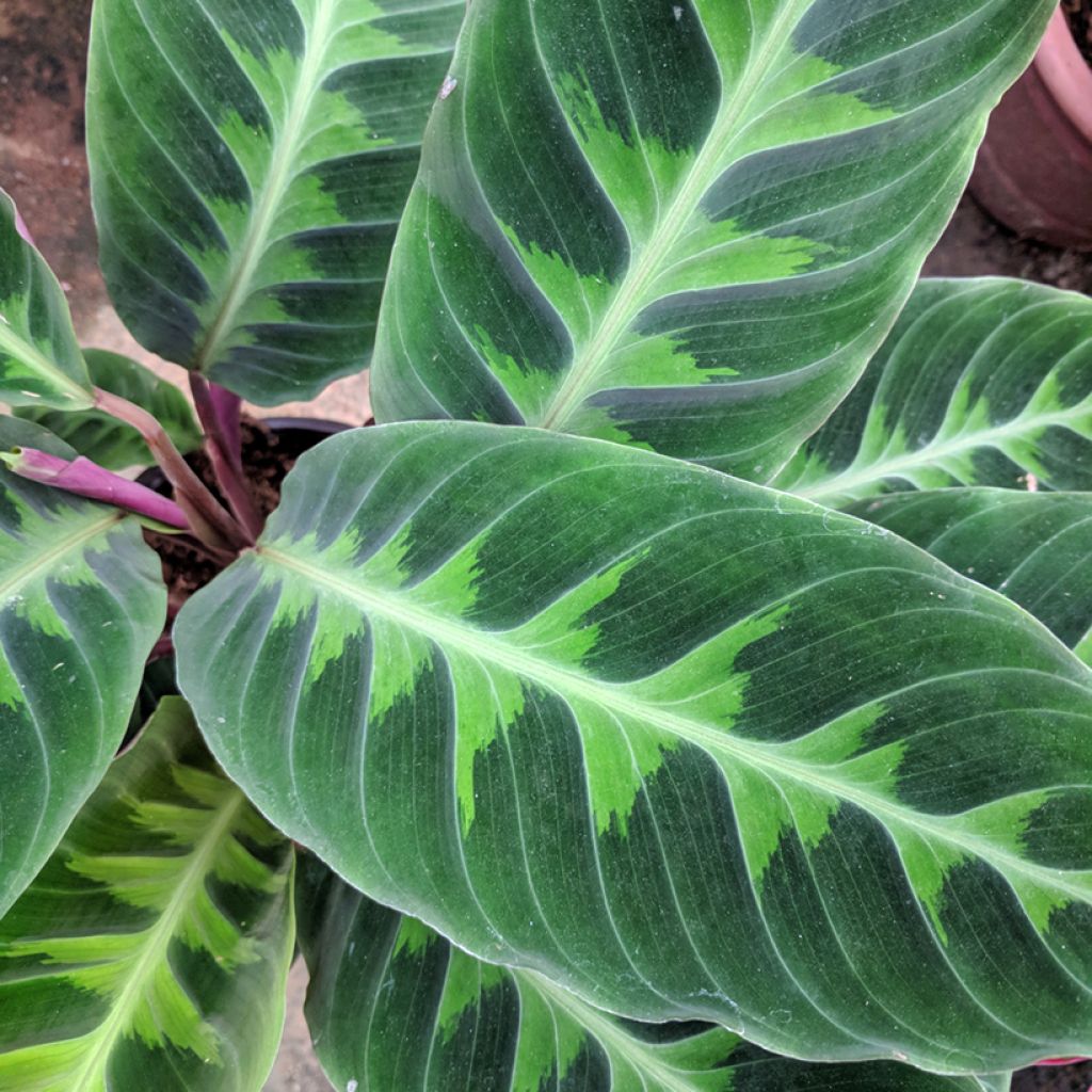 Calathea warscewiczii