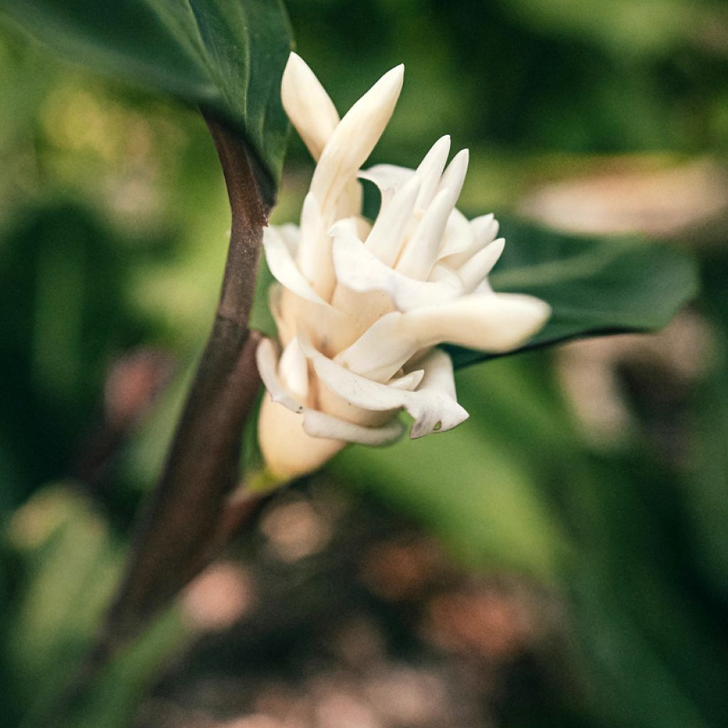 Calathea warscewiczii