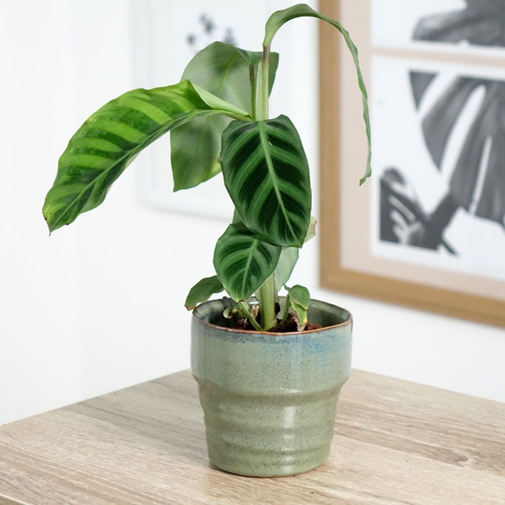 Calathea zebrina