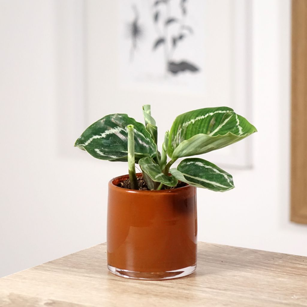 Calathea roseopicta Green