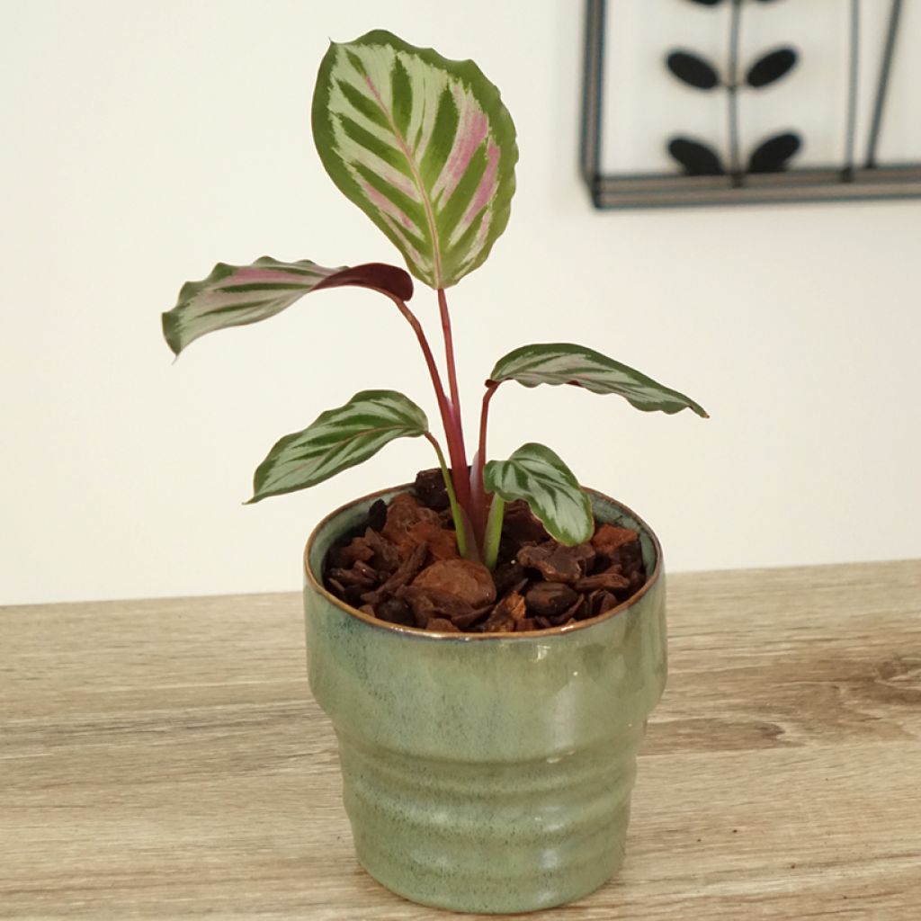 Calathea Peacock
