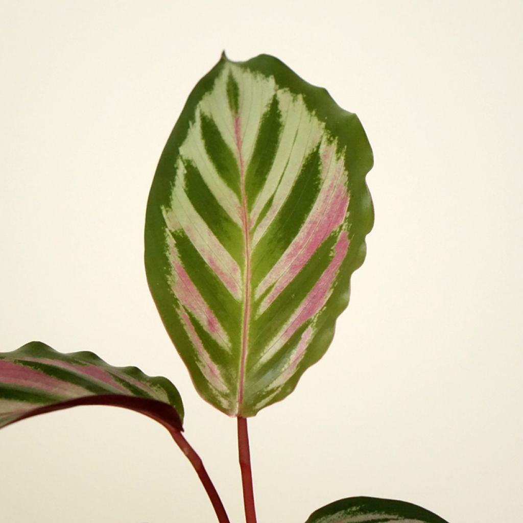 Calathea Peacock