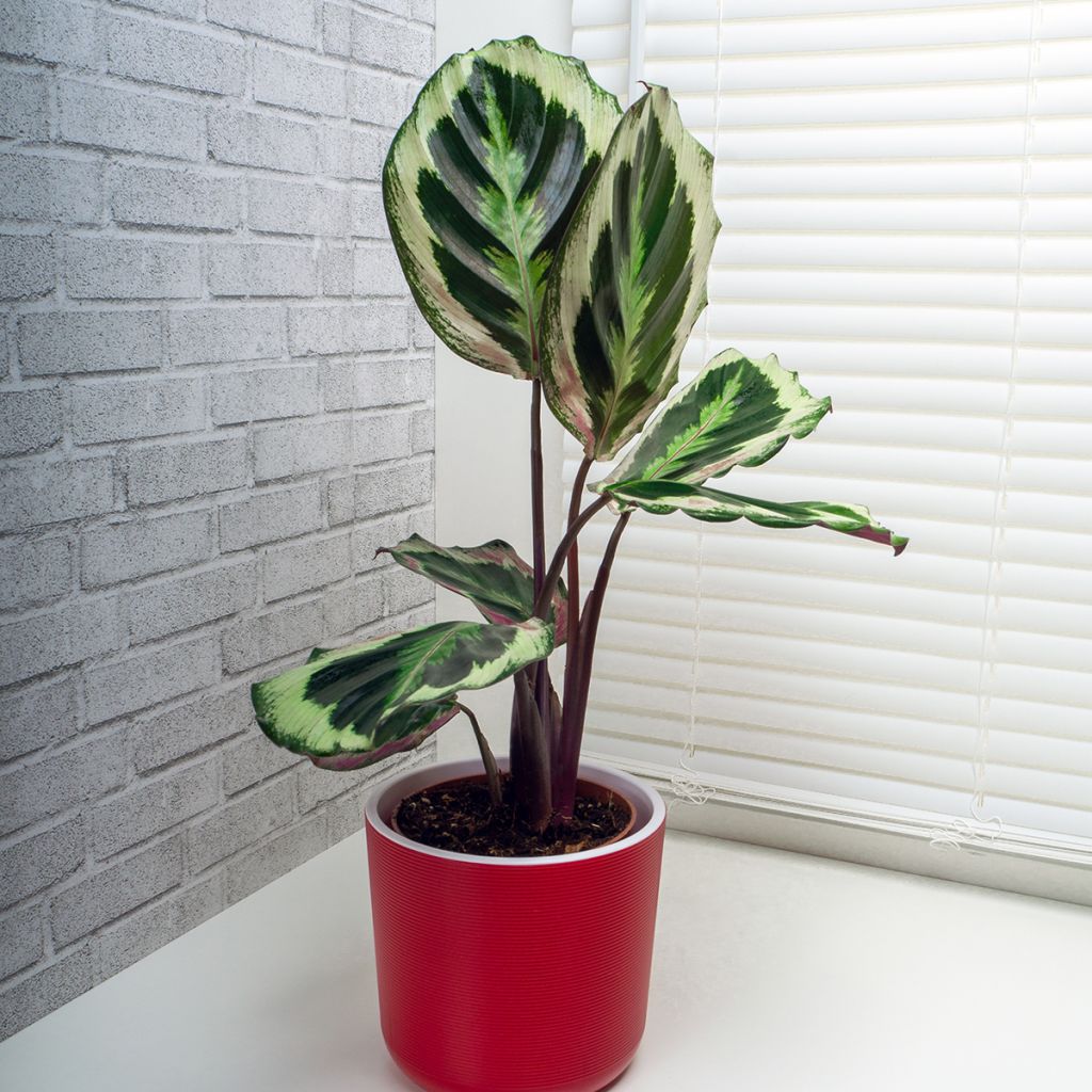 Calathea Shinestar