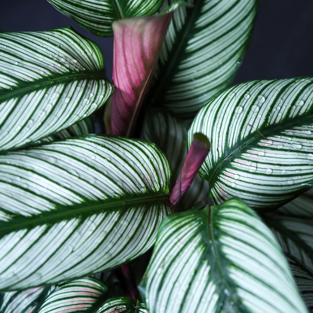Calathea White Star