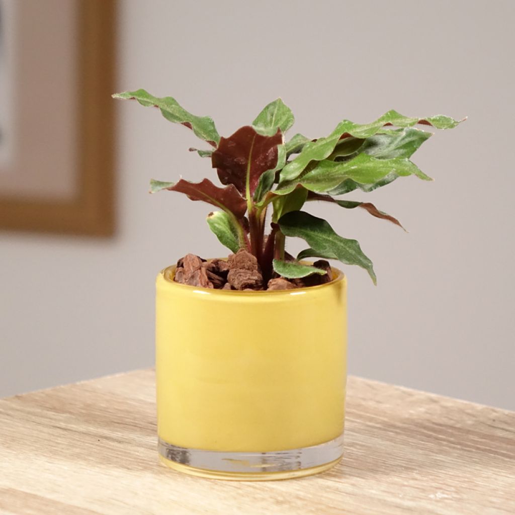 Calathea rufibarba