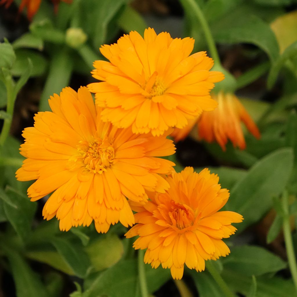 Calendula Powerdaisy Tango - Souci