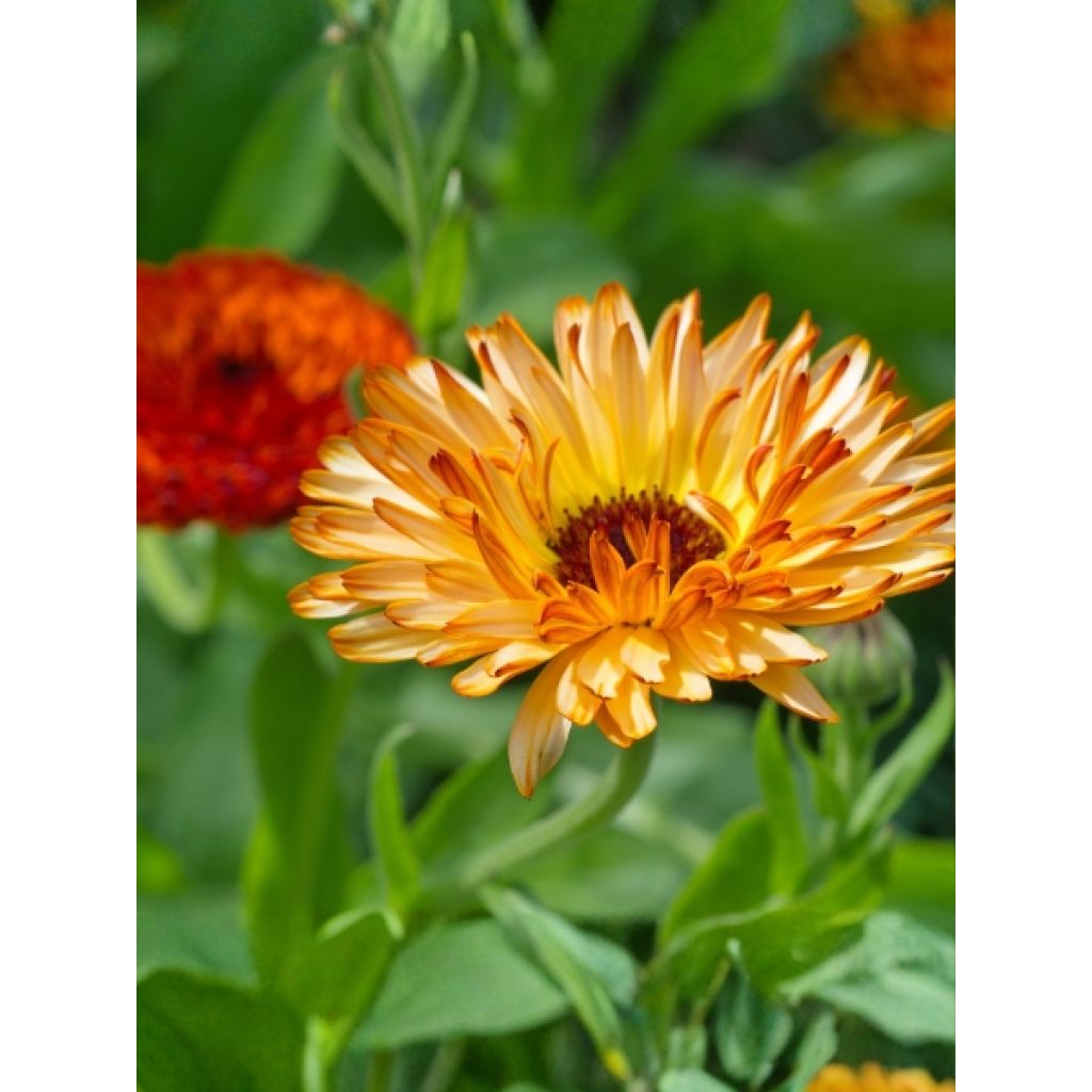 Graines de Calendula officinalis Néon - Souci des Jardins