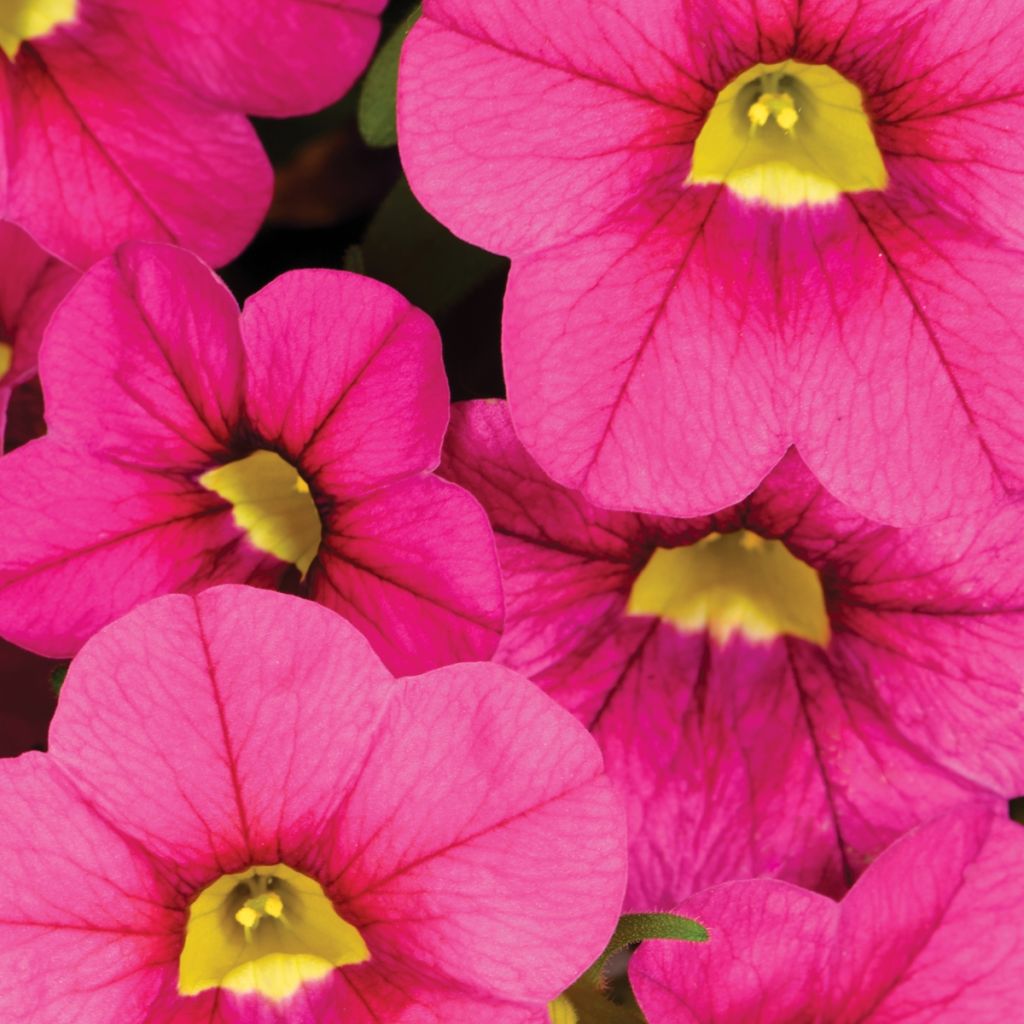 Calibrachoa Noa Bubblegum - Mini-pétunia