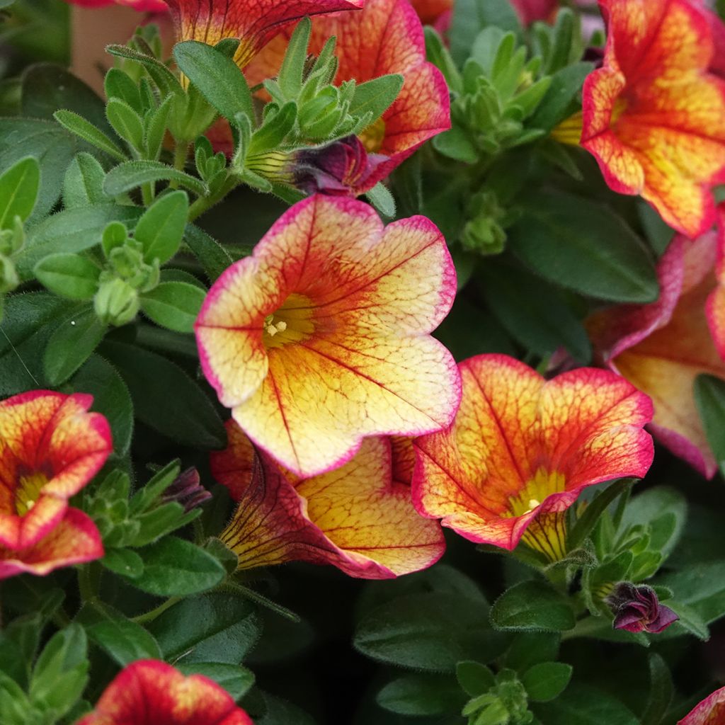Calibrachoa MiniFamous Uno Bakari - Mini-pétunia