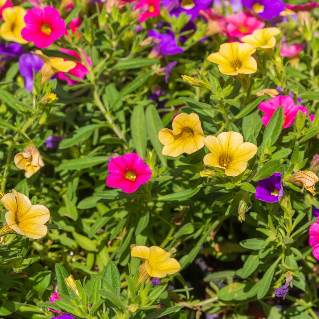 Calibrachoa Mixis Cymbeline - Mini-pétunia en trio