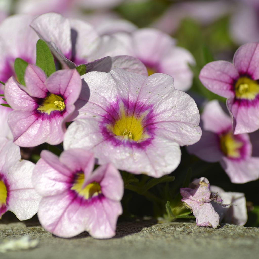Calibrachoa Noa Princess - Mini-pétunia