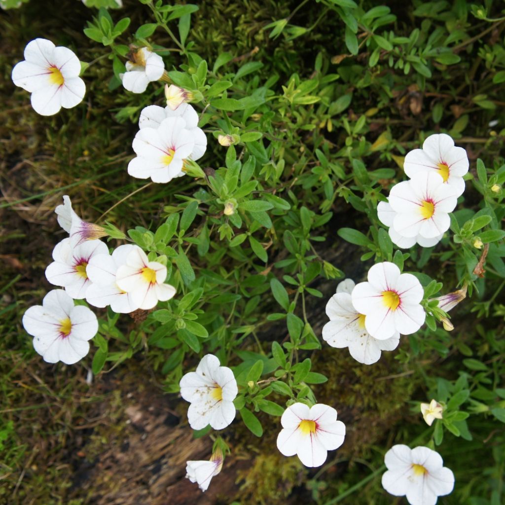 Calibrachoa Noa Almond Blossom - Mini-pétunia