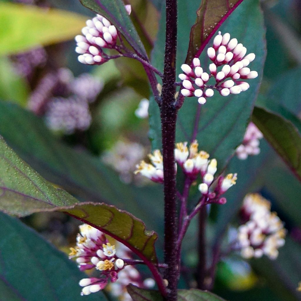 Callicarpa bodinieri Pearl Glam