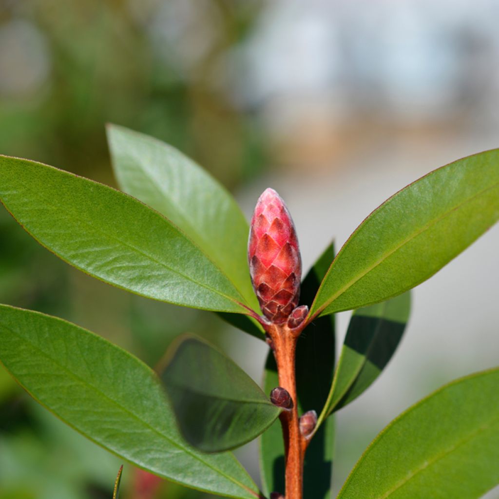 Callistemon Inferno - Rince bouteille