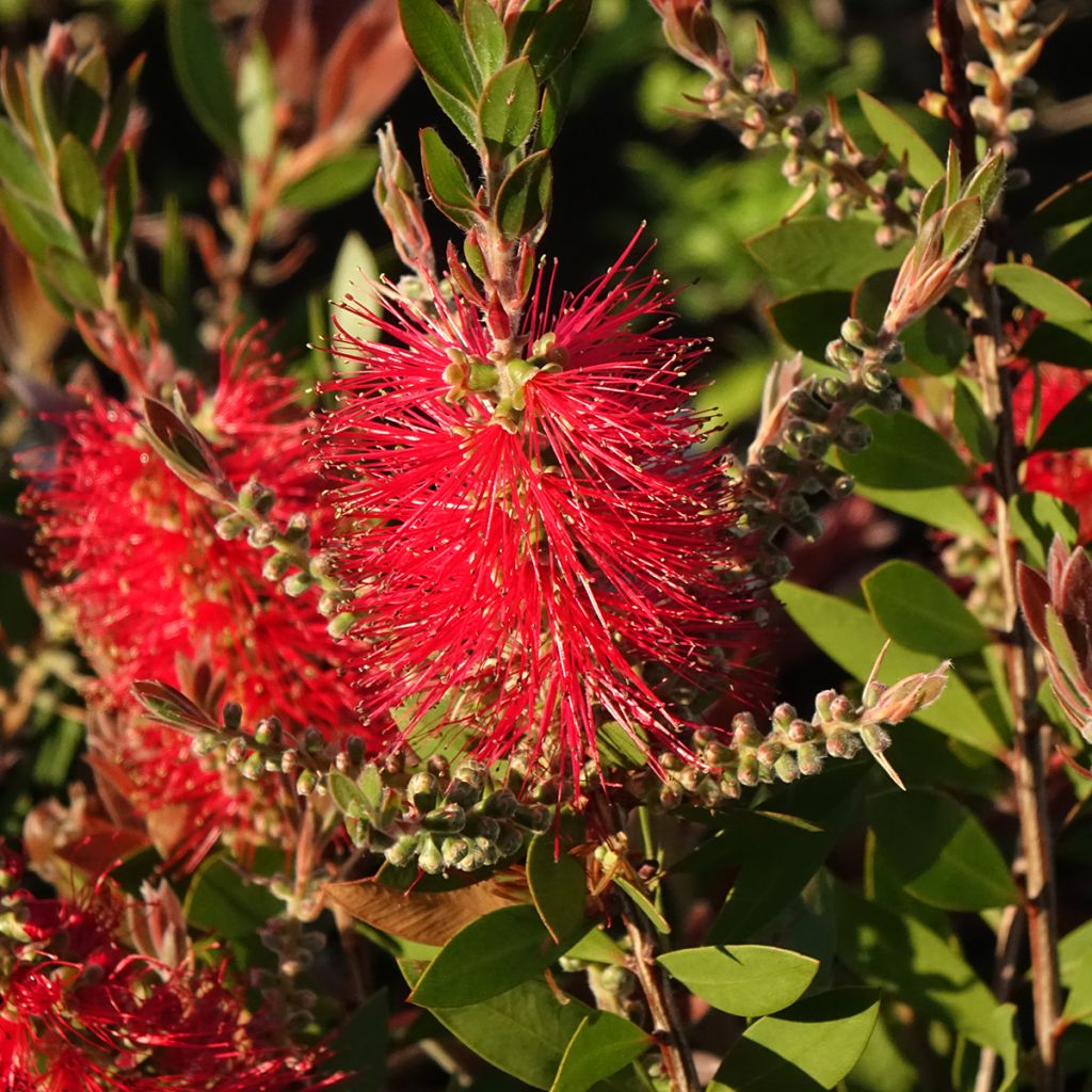 Callistemon citrinus Splendens - Rince-bouteille