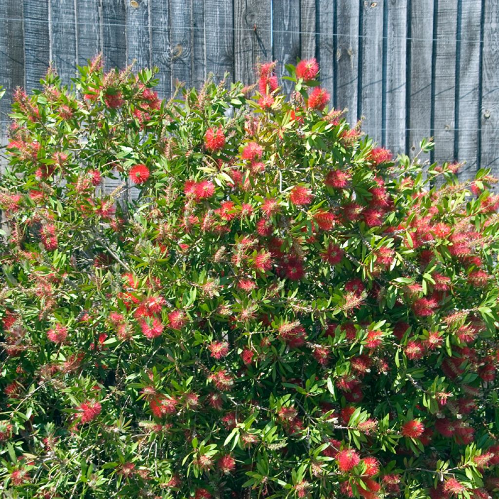 Callistemon citrinus Splendens - Rince-bouteille