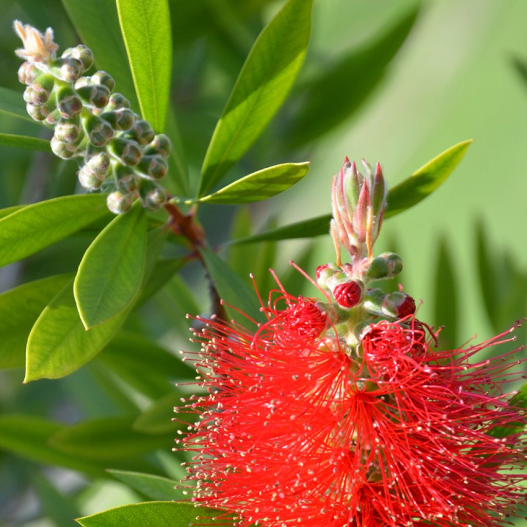 Callistemon citrinus Splendens - Rince-bouteille