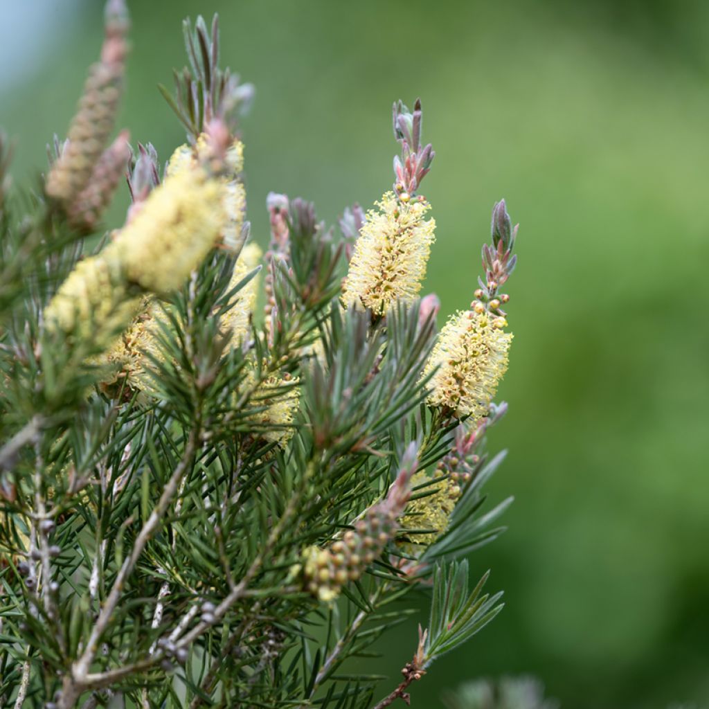 Callistemon pityoides Widdicomb Gem - Rince-bouteille