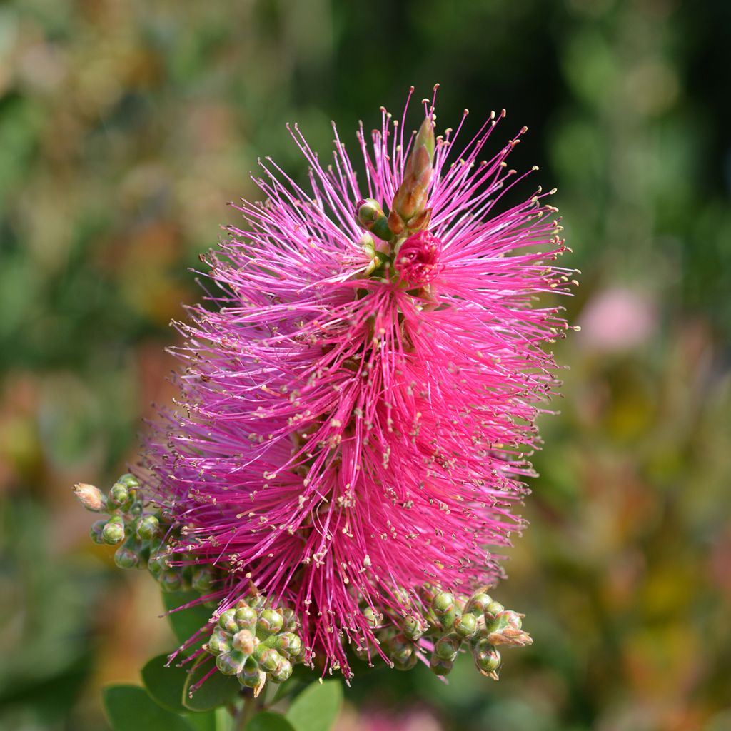 Callistemon viminalis Hot Pink – Rince bouteille